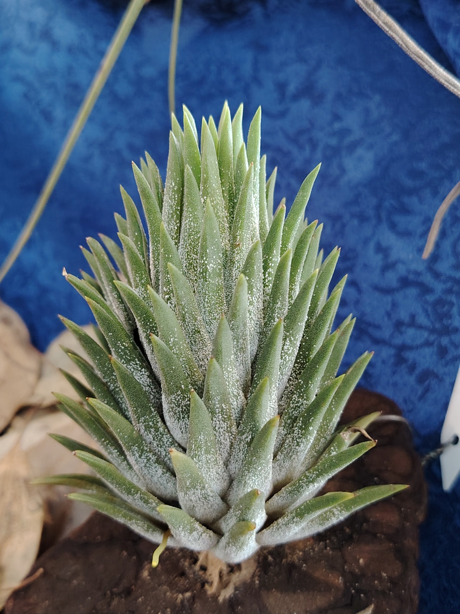T. Ionantha 'icy elf ' (pachara) Singapore carnival 看到这么大颗的