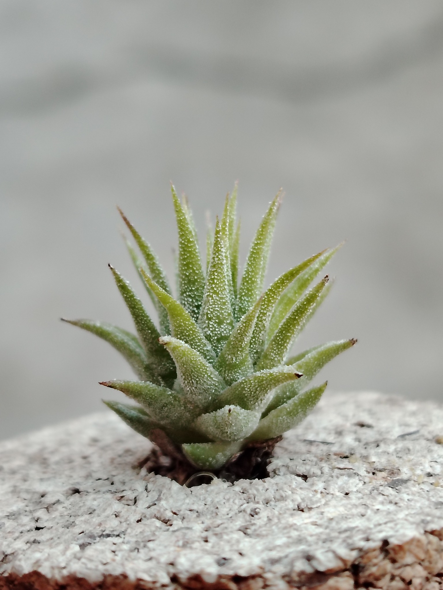T. Ionantha 'icy elf ' (pachara) Singapore carnival 看到这么大颗的