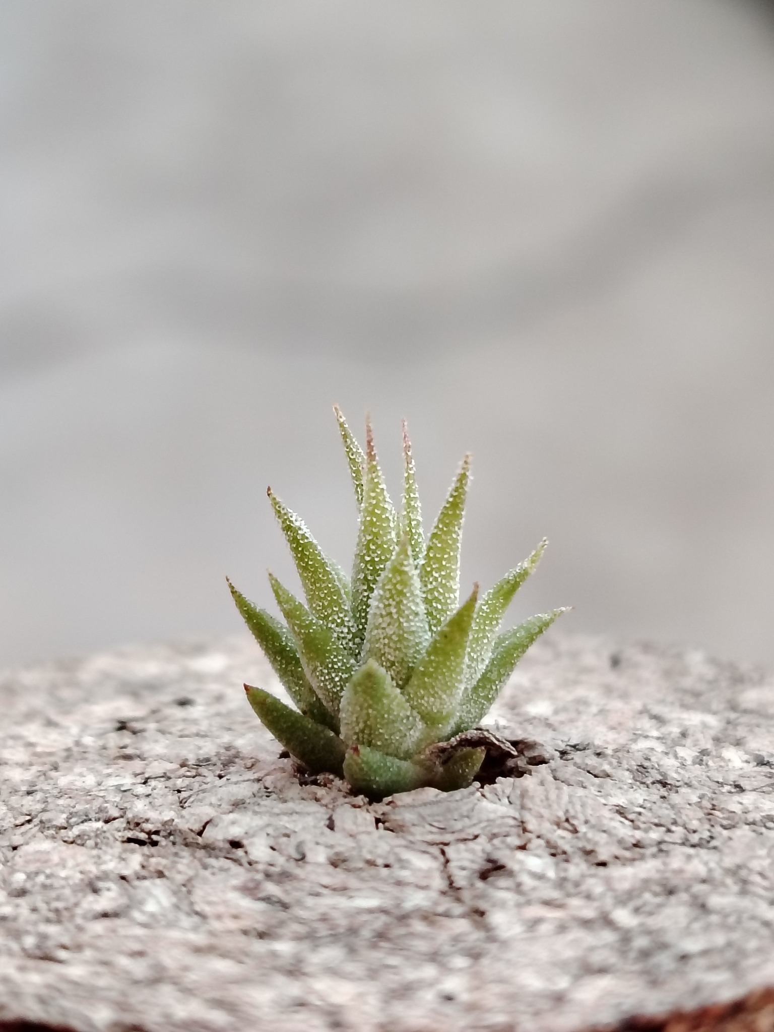 T. Ionantha 'icy elf ' (pachara) Singapore carnival 看到这么大颗的