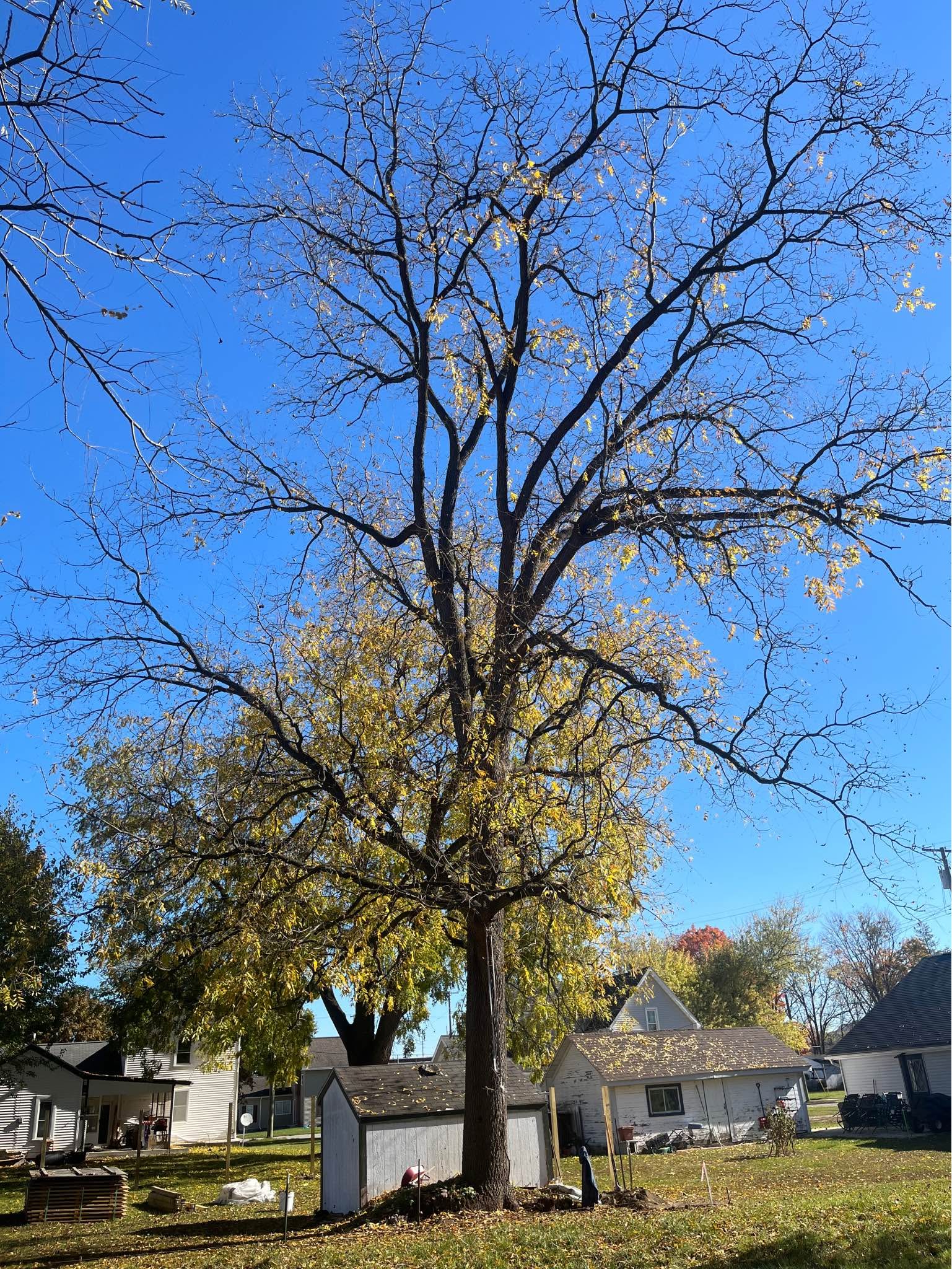Large black walnut tree for harvest 🌳 valuable wood***MAKE*OFFER ...