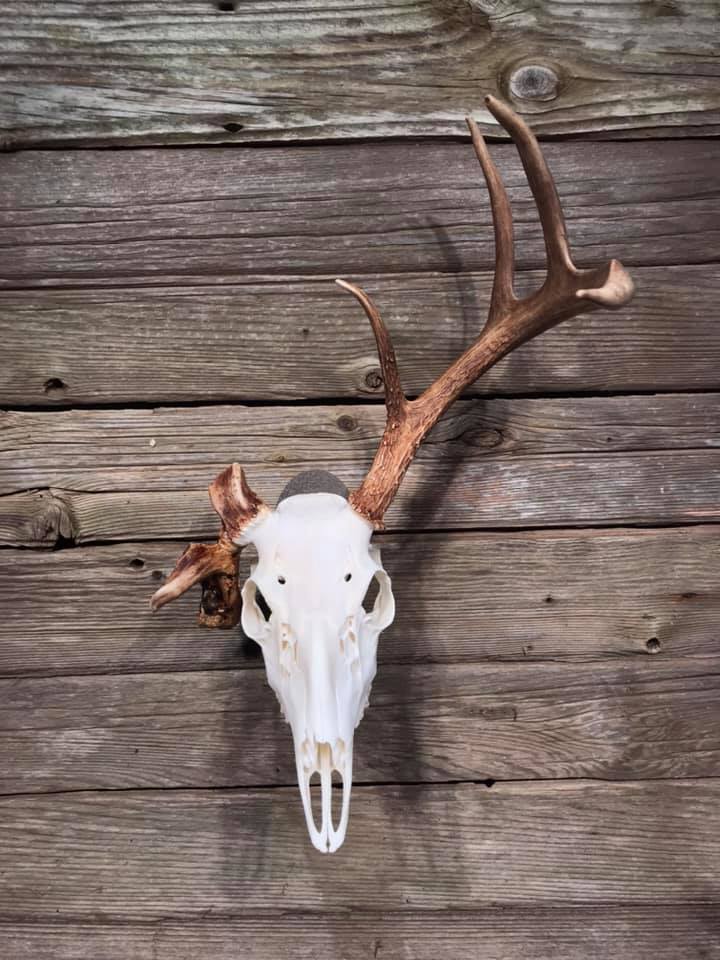 Nice Rack Euro Mounts | Facebook