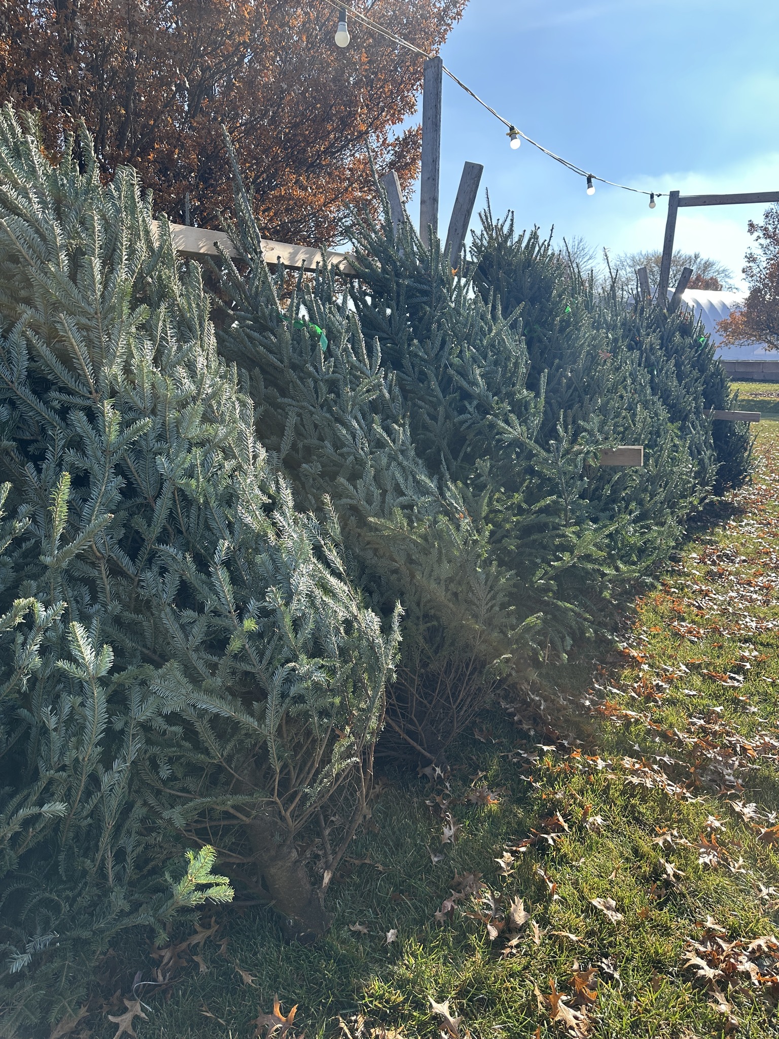 Kringle's Tree Factory | New Lenox IL
