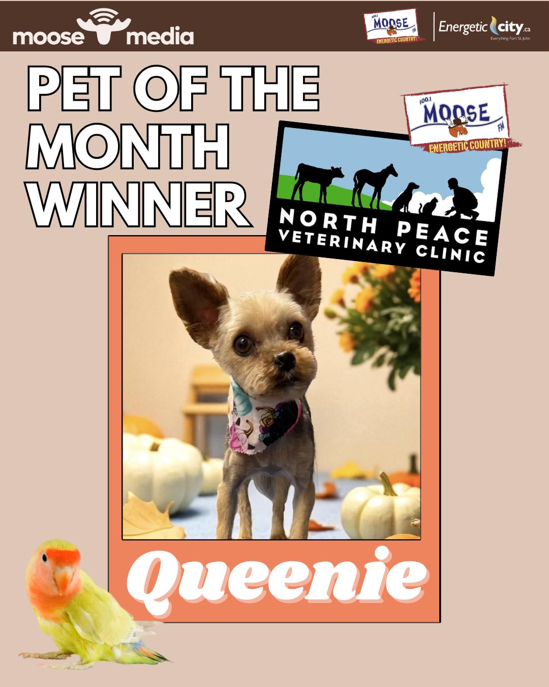 100.1 Moose FM - 👑 Queenie was Crowned October's Pet of... | Facebook