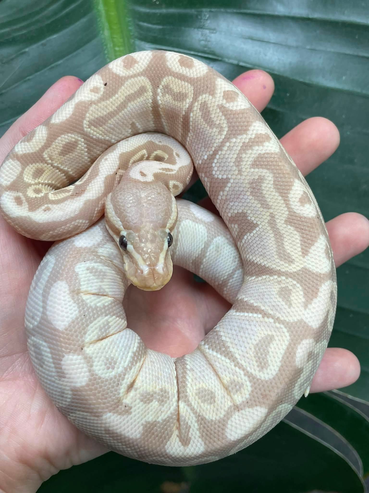 20% off snakes at Exotic Pets Wichita on National Snake Day