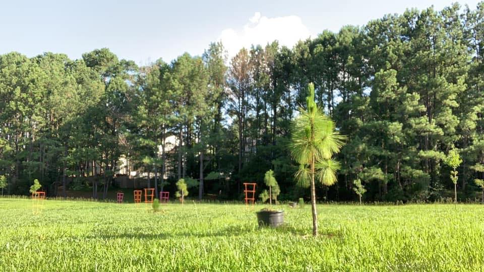 🏡 Trees for the Triangle is... - Trees for the Triangle | Facebook