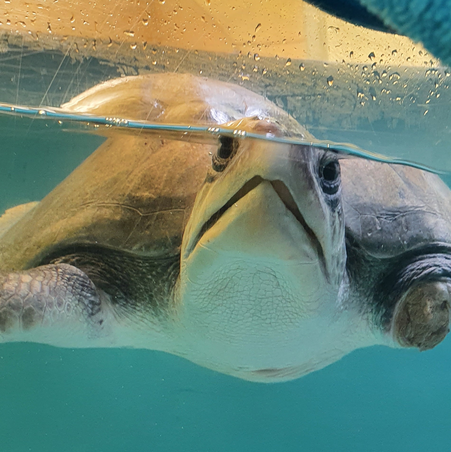 We took these photos of Bruce this... - Olive Ridley Project