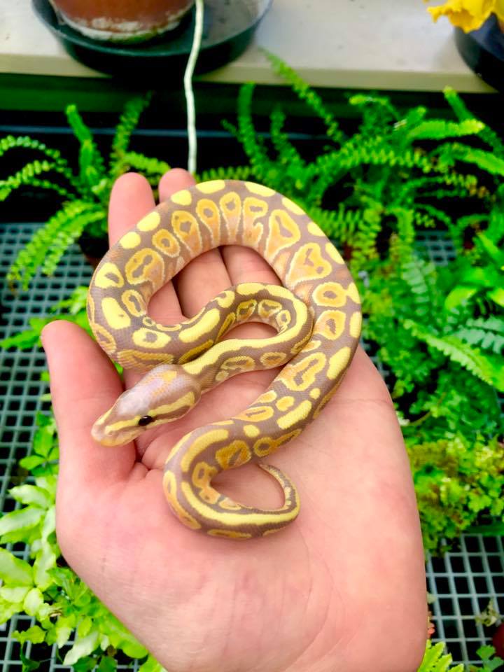 More reptiles just in! Ball Python... - The Jungle Pet Shop