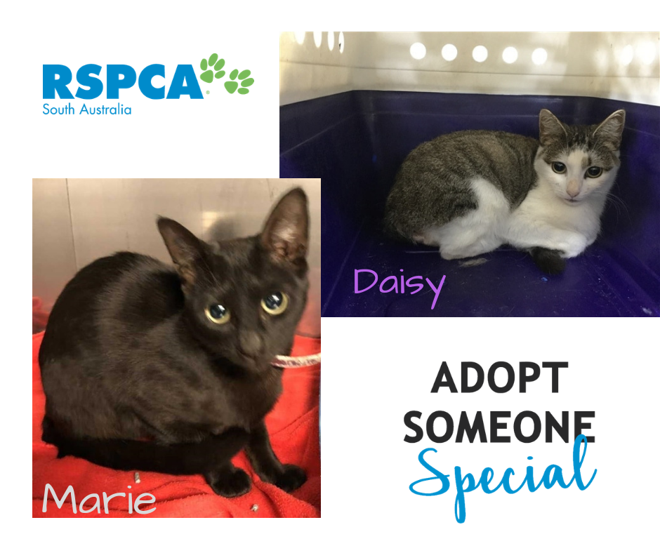 RSPCA Whyalla - *UPDATE Daisy has gone on to her forever...