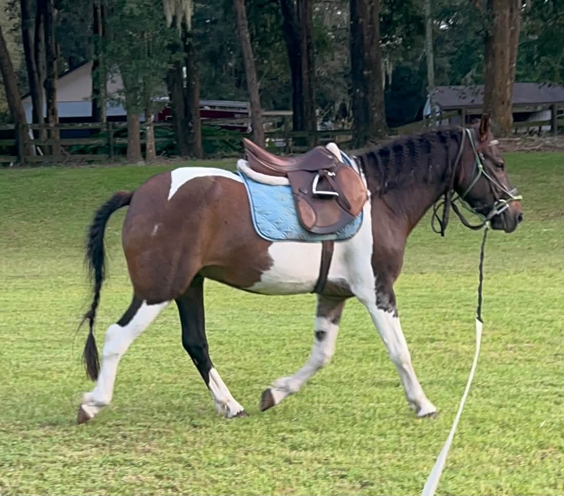 Gigolo in English tack for the first time