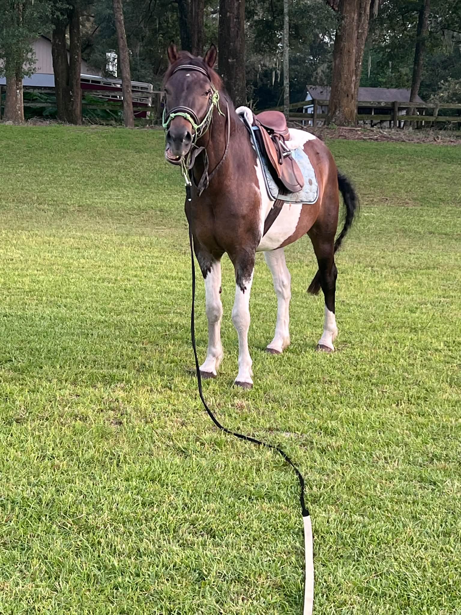 Gigolo in English tack for the first time
