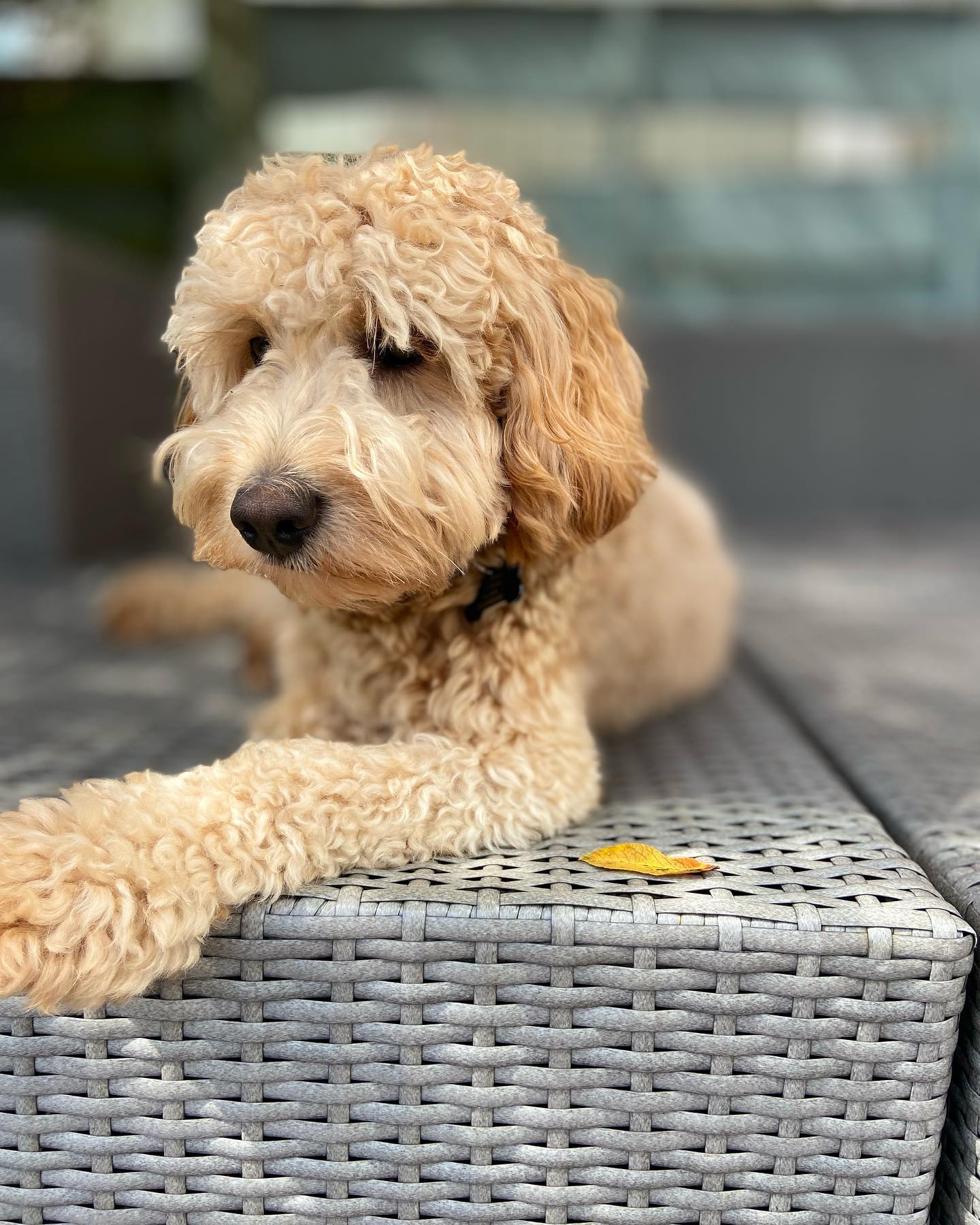 The Cockapoo Crew added a new photo. - The Cockapoo Crew