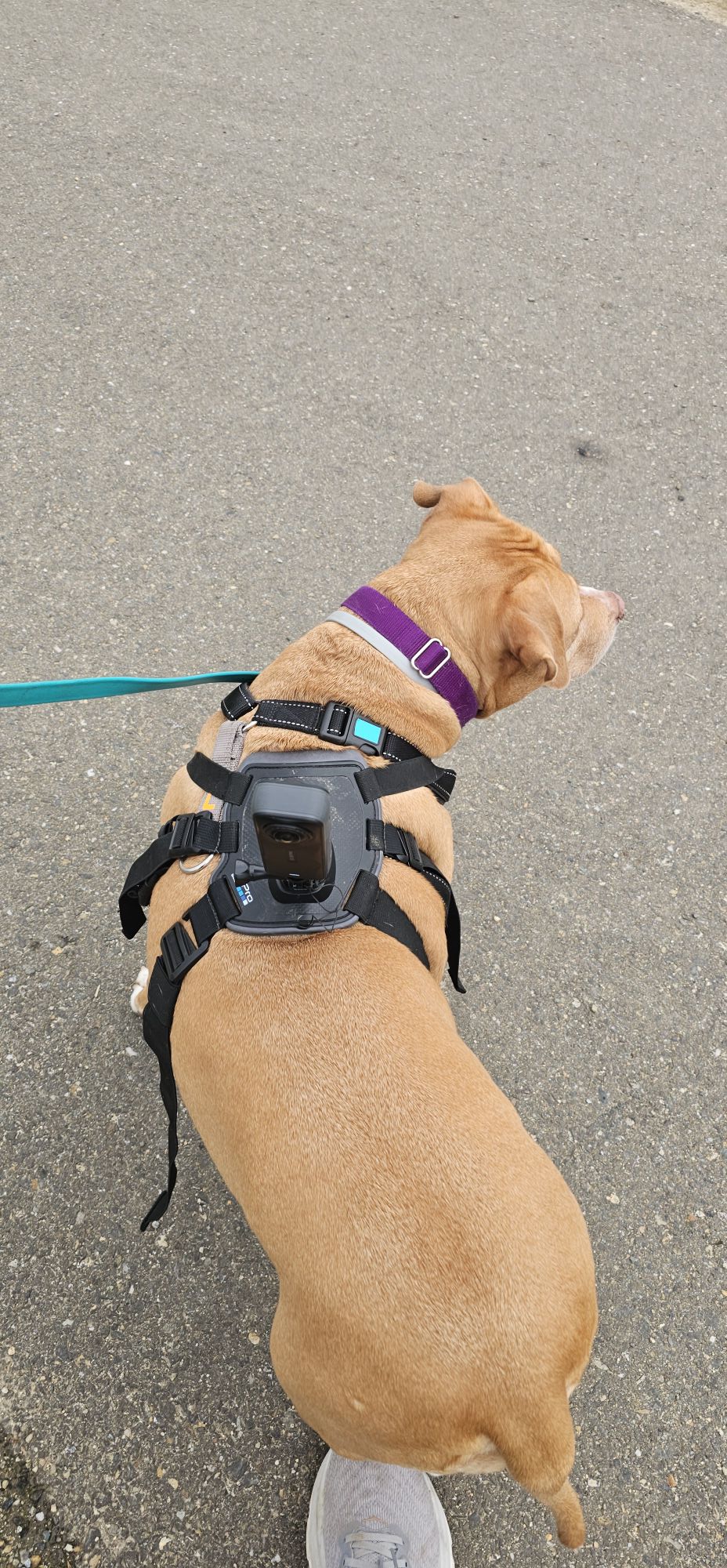 Gopro Accessories Best Gopro Dog Harness For Those Of You