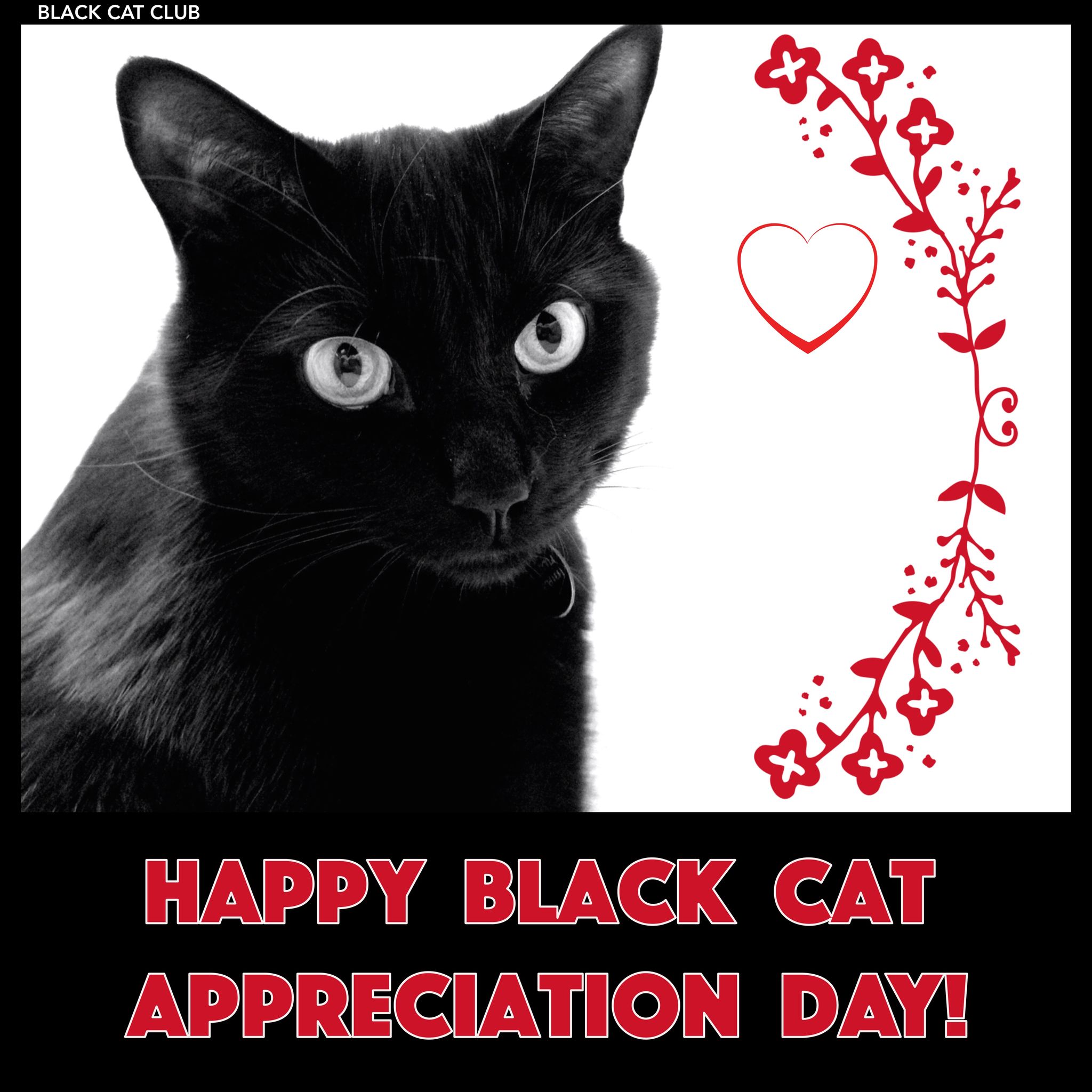 Black Cat Club (@weareblackcatclub) • Facebook