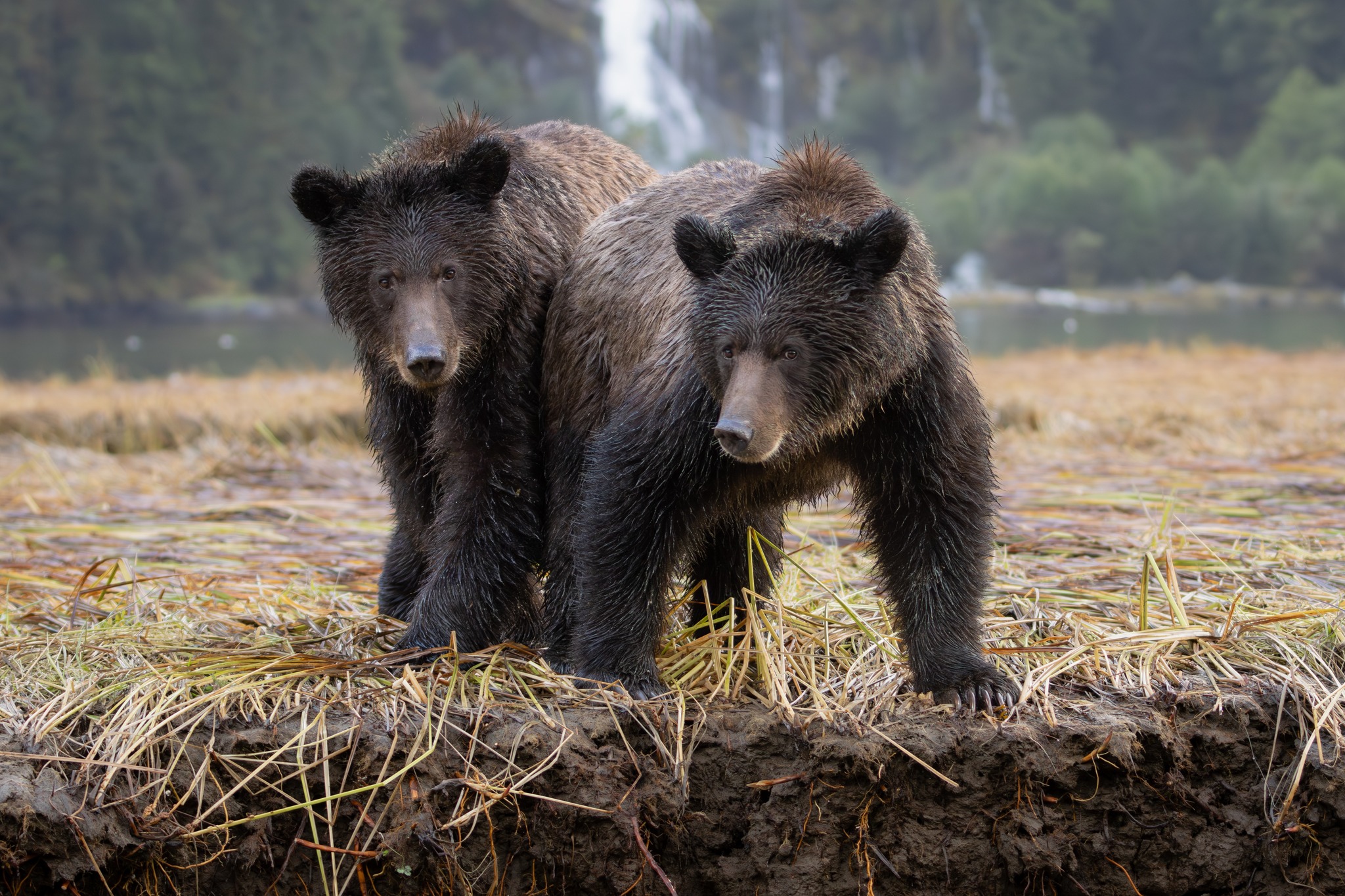 ⚠️ Despite being listed as a threatened species, grizzlies are 