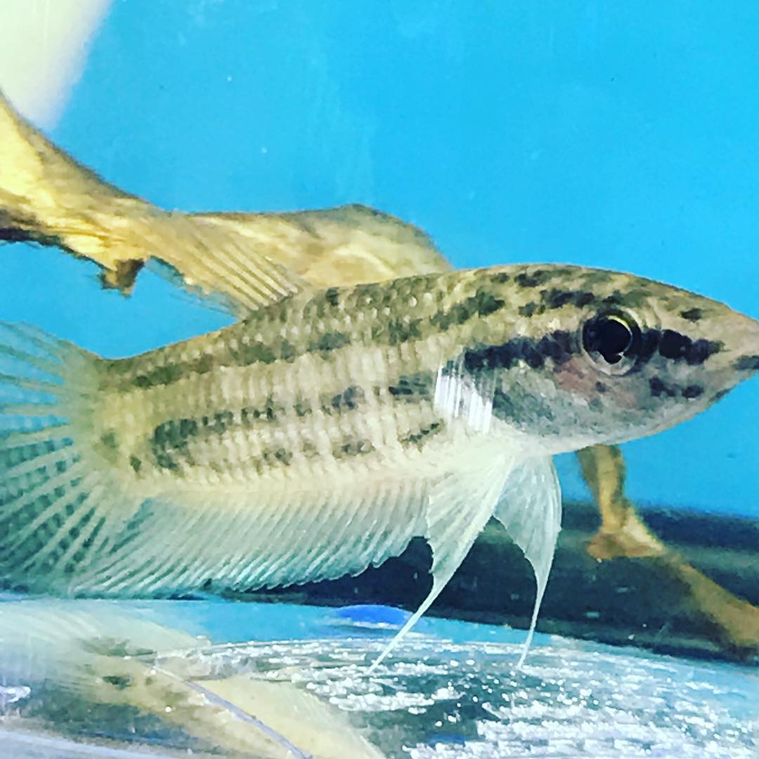 アクアショップ ザ ディープ 金魚屋誠 こちらも初入荷しました 最近当店でニワカに話題沸騰中のワイルドベタ 今回はワタクシも見るのも久しぶり アポロンの入荷です 繁殖まで成功しているお客様もおられますので面白い種類ですよ ワイルドベタ 熱帯魚 ベタ