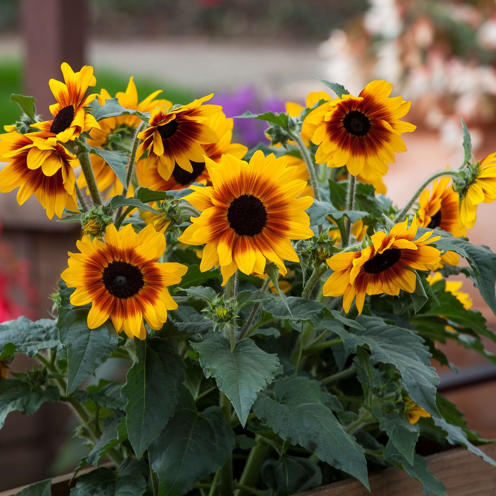 🌻 SUMMER-TO-FALL STUNNER! Vote... - National Garden Bureau | Facebook