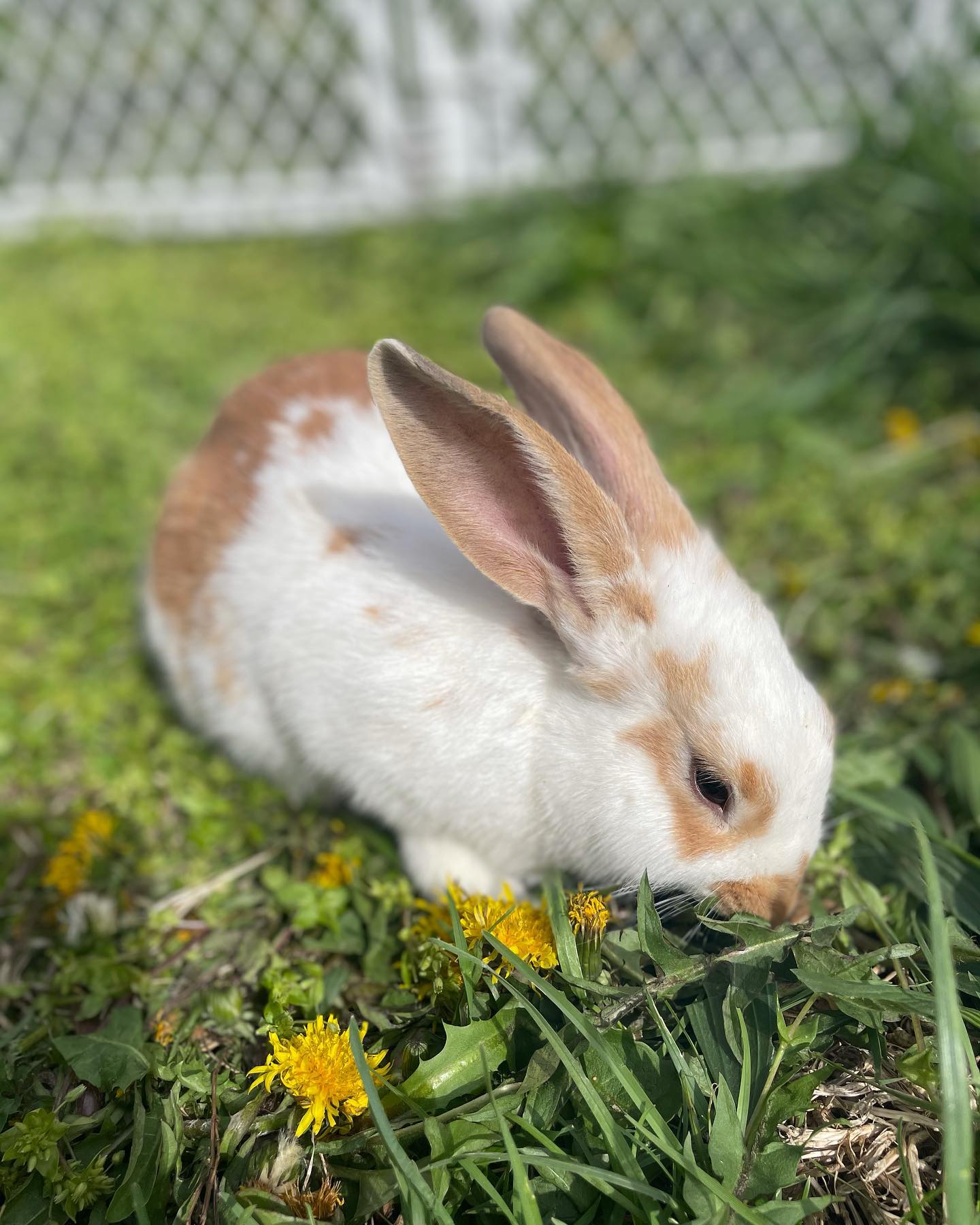 The bunnies loved being out on grass... - AW Ranch & Rabbitry