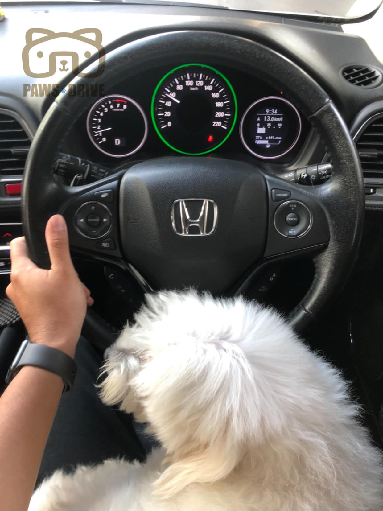 PAWS DRIVE - Home