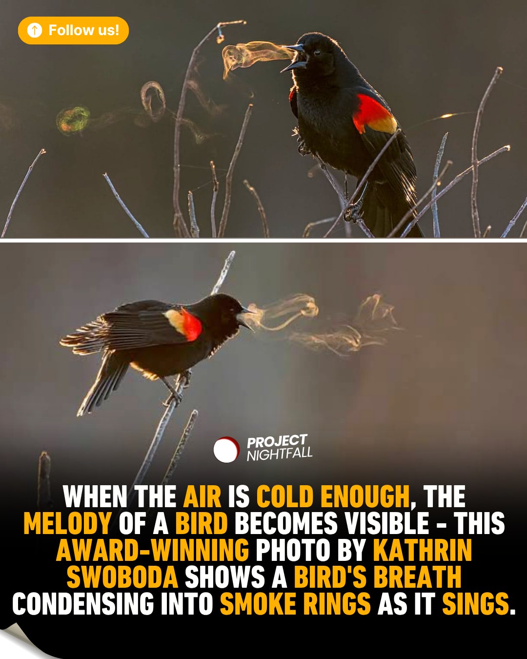 When cold air makes a bird's song visible
