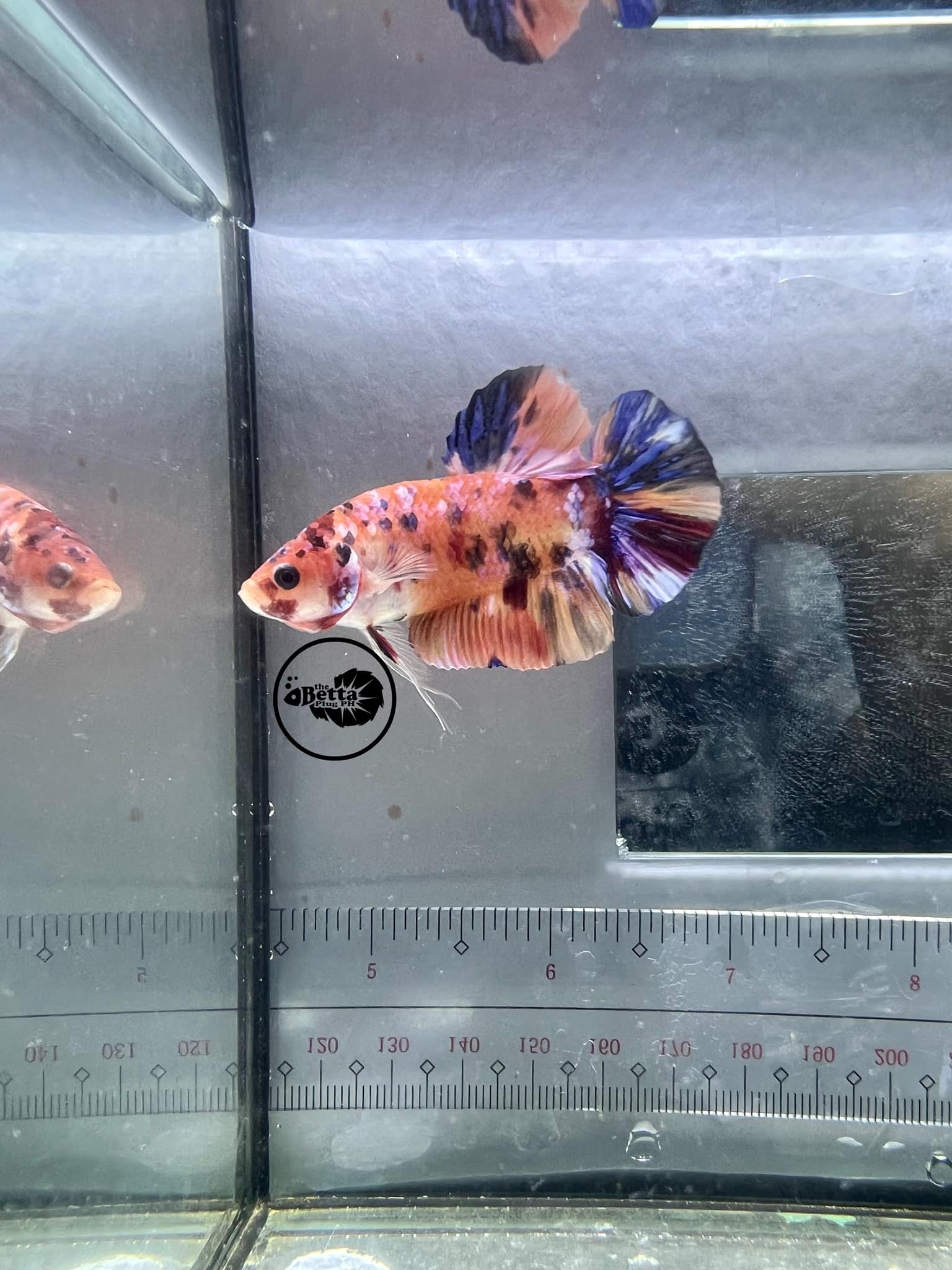 The Betta Plug PH | Lipa City