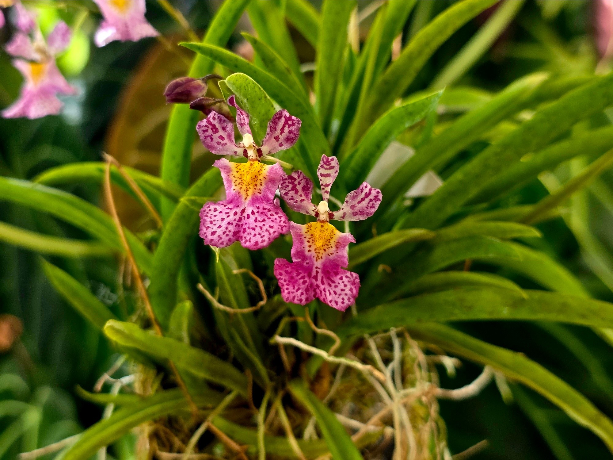 𝗥𝗼𝗱𝗿𝘂𝗺𝗻𝗶𝗮 𝗝𝗮𝗶𝗿𝗮𝗸 𝗩𝗲𝗻𝘂𝘀 A fantastic hybrid that