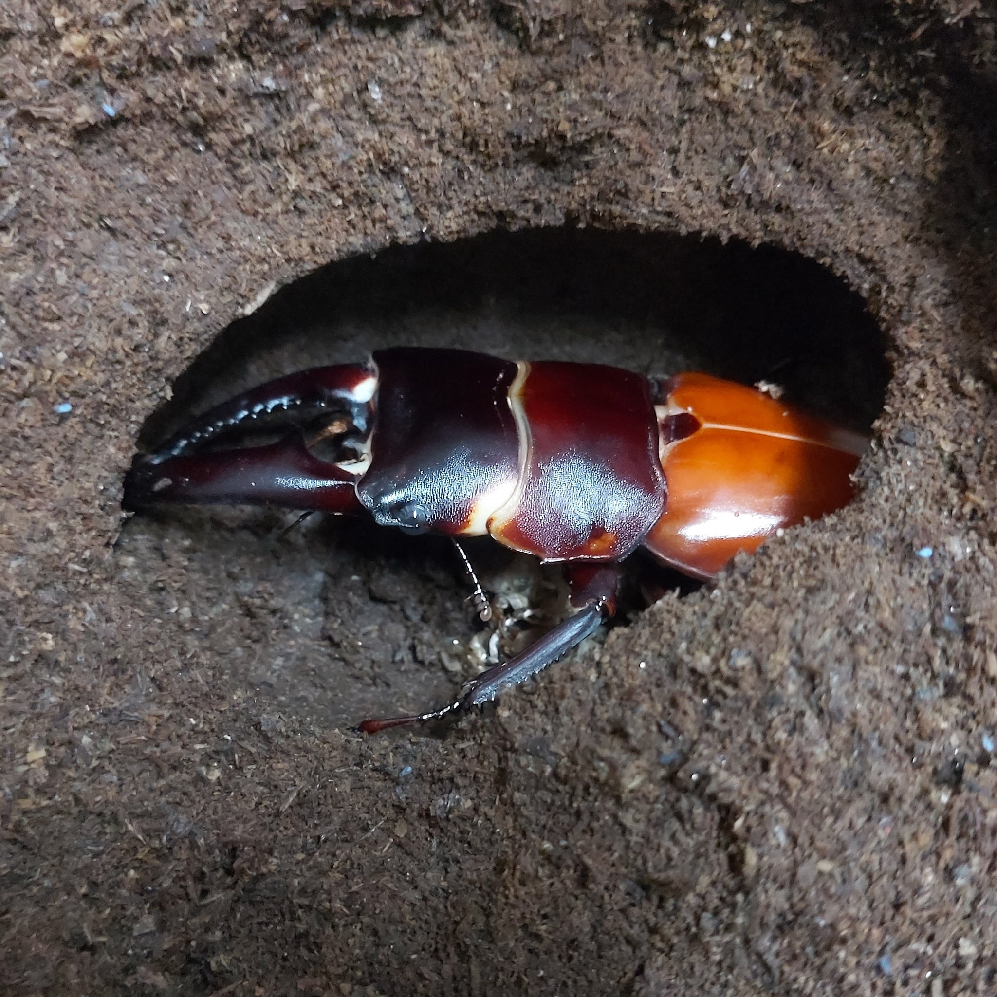 Royal Beetle - New adult beetles are coming soon!