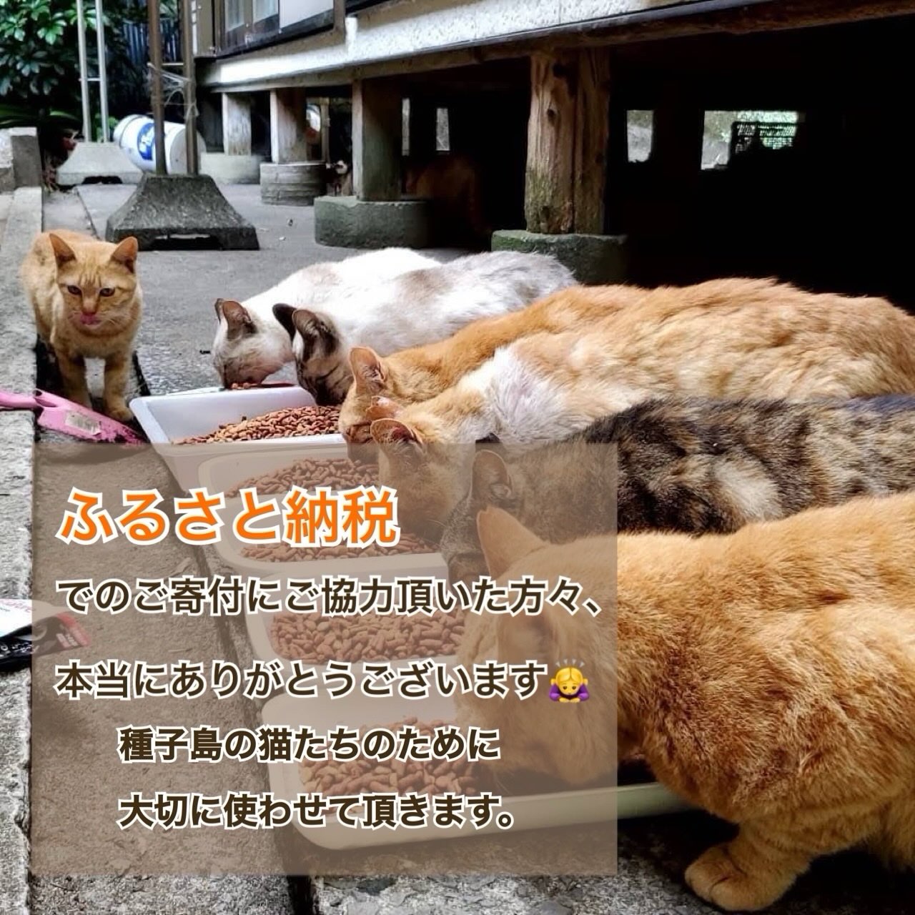 こねこ屋様♡ありがとうございます♡ 島neco会