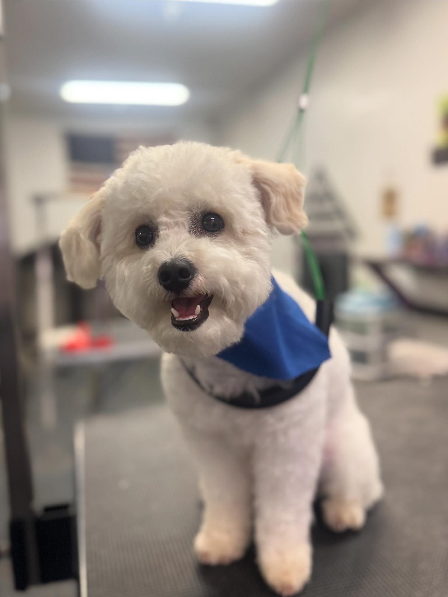 The Dog House Grooming | Leona Valley CA