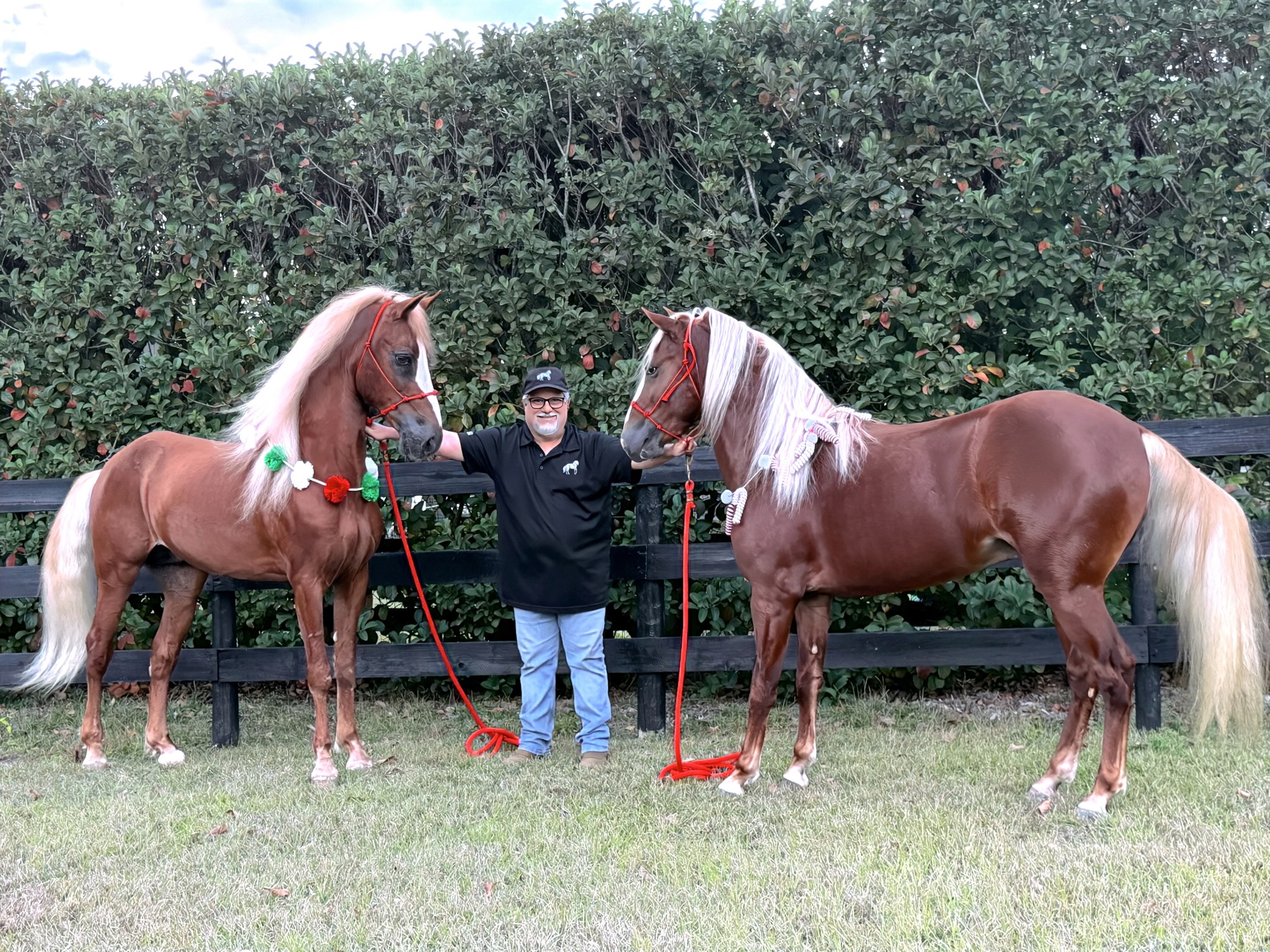 Paso Fino, Raza... - Paso Fino, Raza Autóctona de Puerto Rico