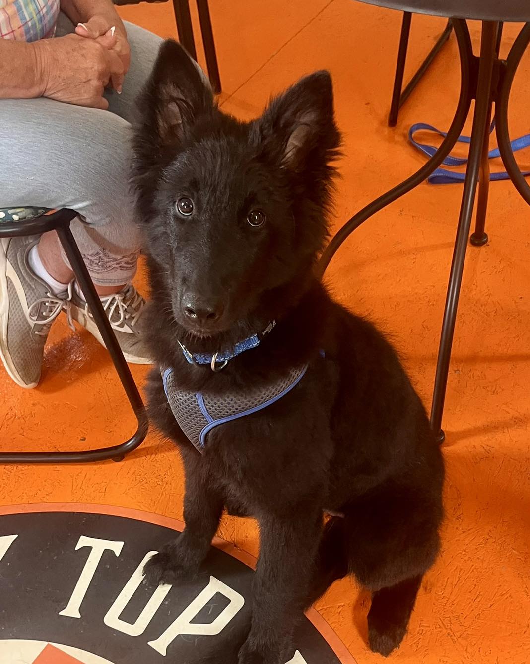 Rocky Top K9, LLC | Sevierville TN