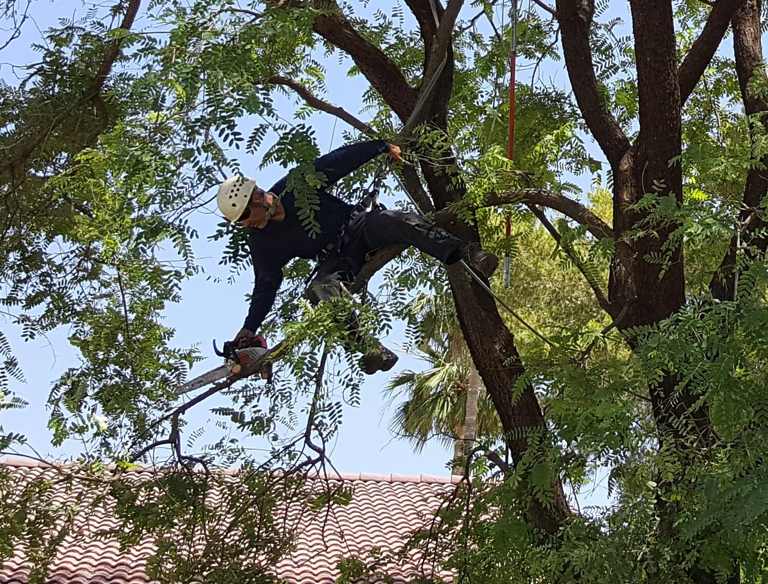 Liberty Tree Experts, LLC | Scottsdale AZ