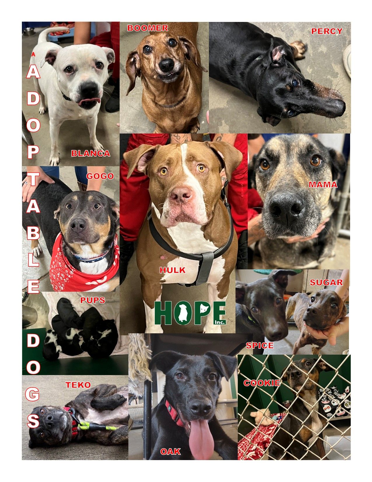 All of our adoptable dogs!!... - Hope Pet Rescue Center | Facebook