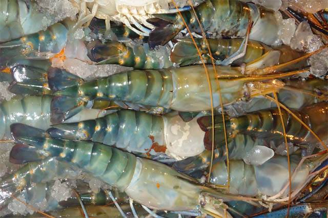 Taz Sea Fish Supplier | Chittagong