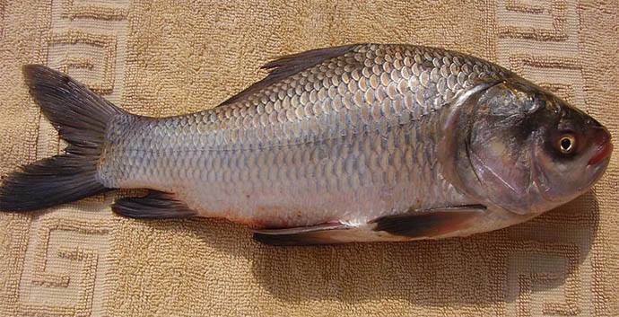 Taz Sea Fish Supplier | Chittagong