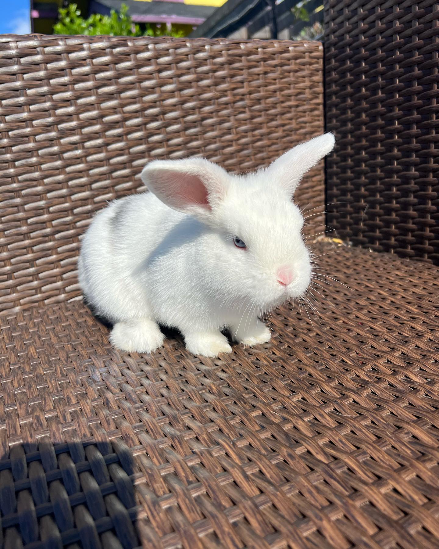 Northwest Rabbitry | Federal Way WA