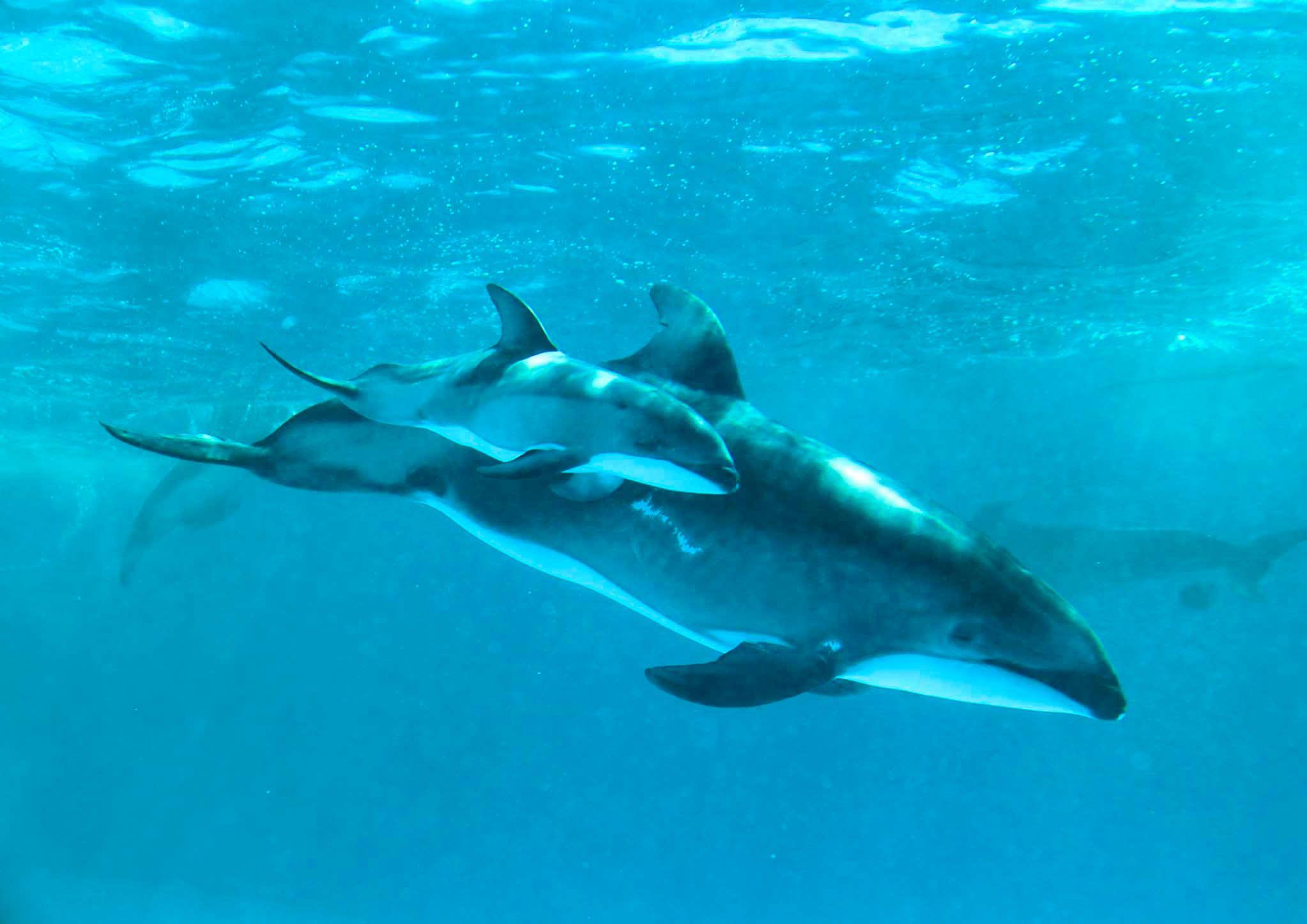 訪問着 海洋生物 イルカ 熱帯魚 水族館 仮絵羽 未仕立て品 銀通し 正絹 