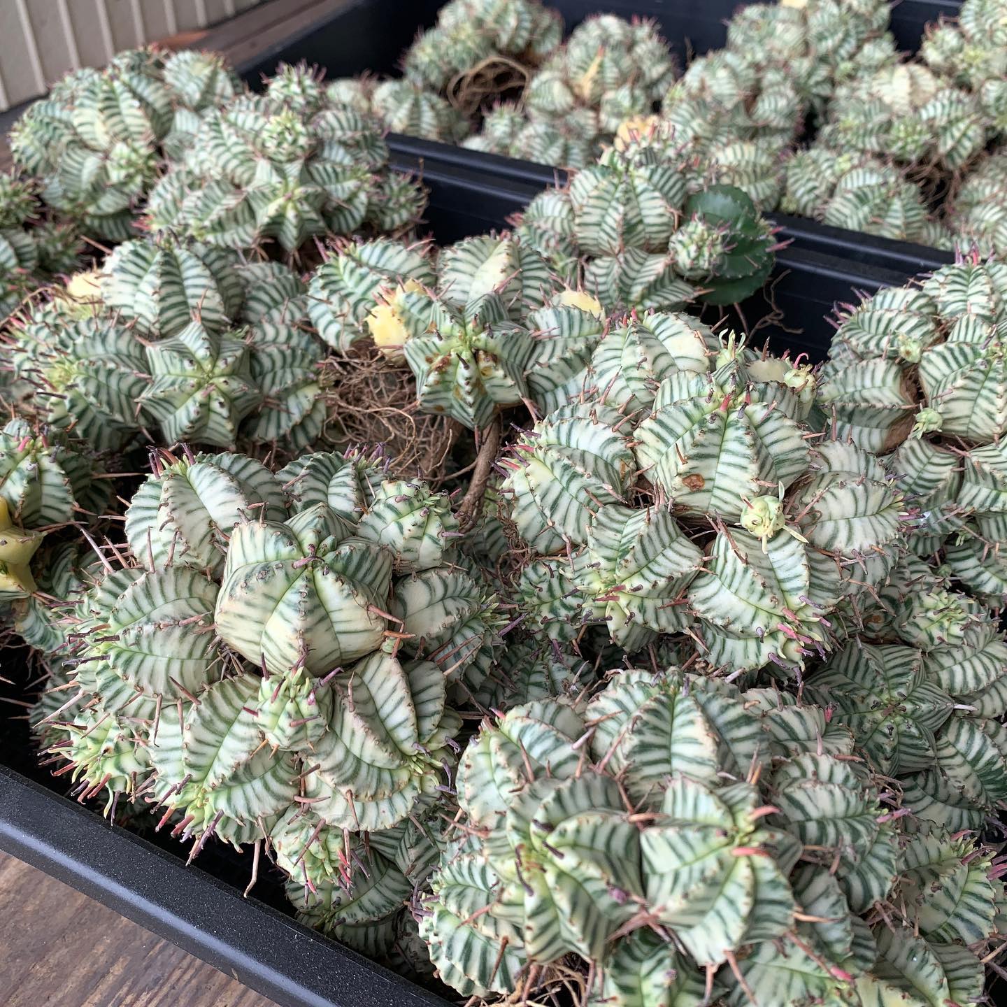 Botanique - . チワワエンシスの斑入り。 株の半分だけなのですが綺麗 