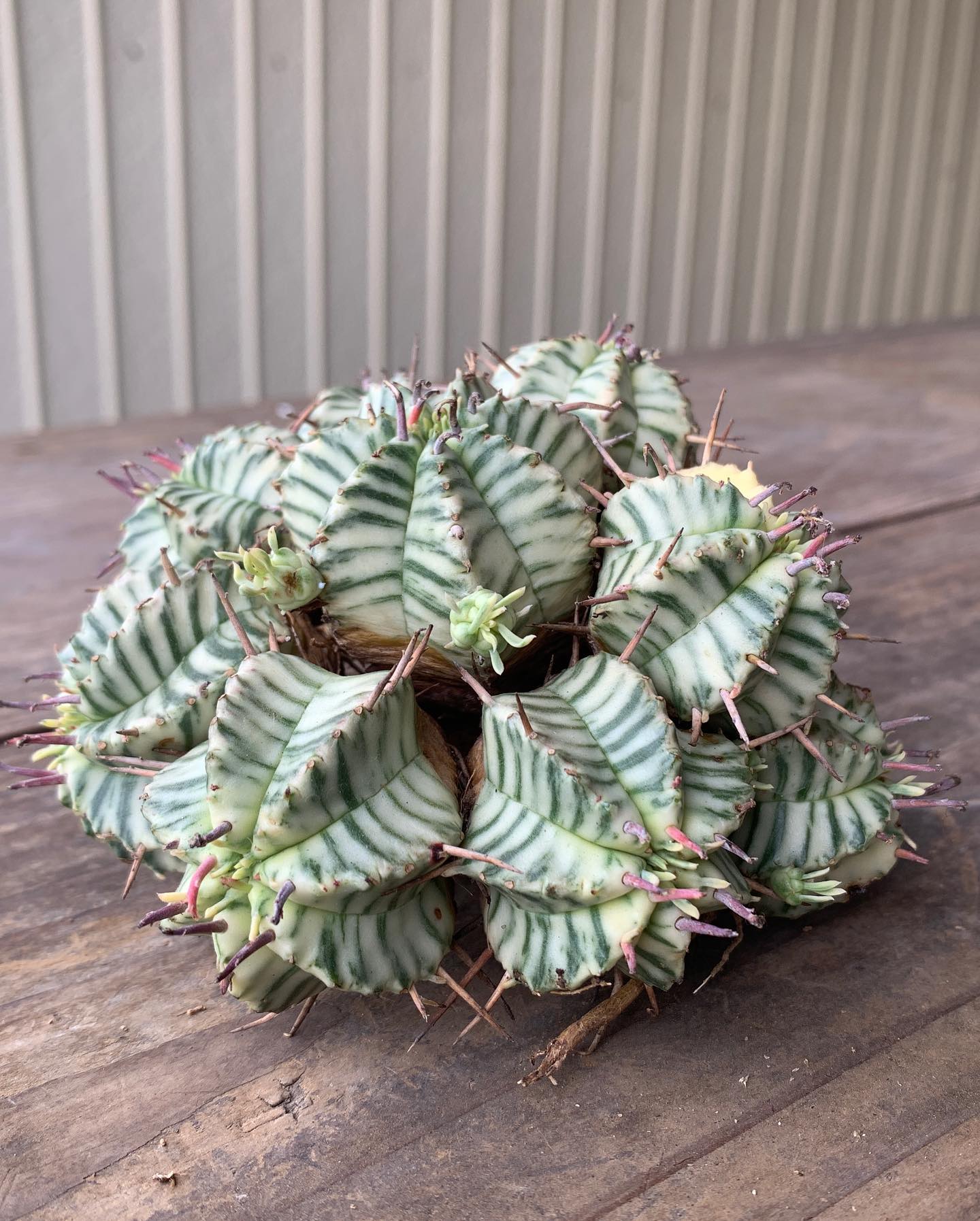 Botanique - . チワワエンシスの斑入り。 株の半分だけなのですが綺麗 