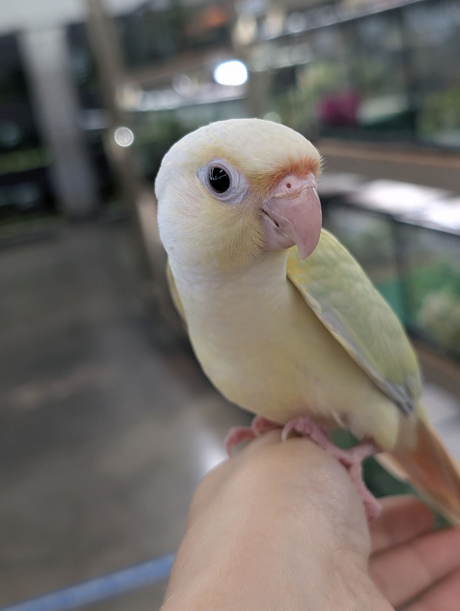 Home Grown Pets | Marion IA