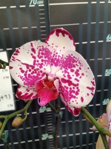 Phal. Miki Crystal'52' 美琪水晶'52' 🌱分生苗 Mericlone 🌺花徑