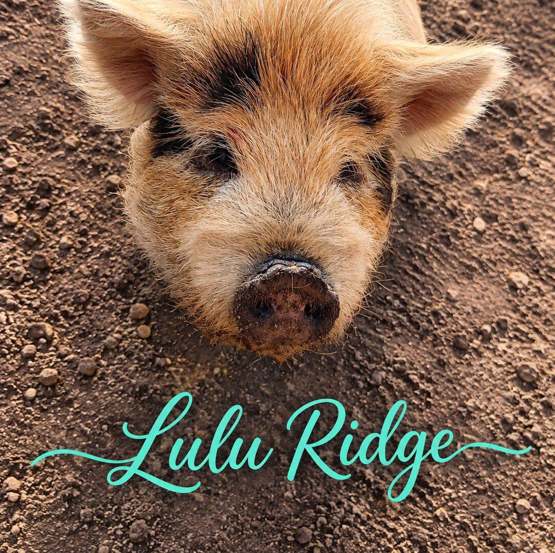 Ever seen a toad pout? | Lulu Ridge