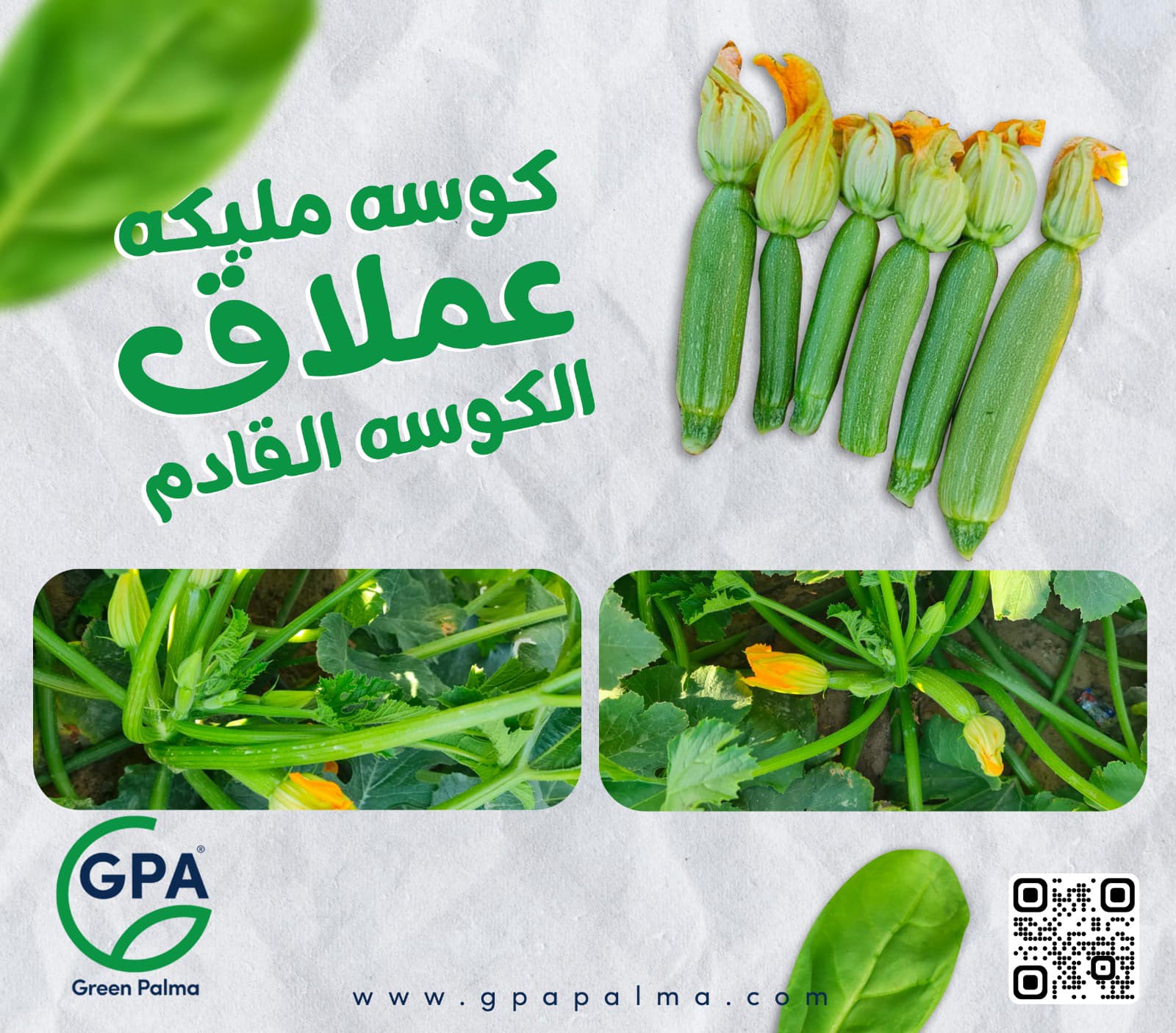 Green Palma Agri - 🍃كوسه مليكه عملاق الكوسه القادم🍃 تزرع على مدار العام ...