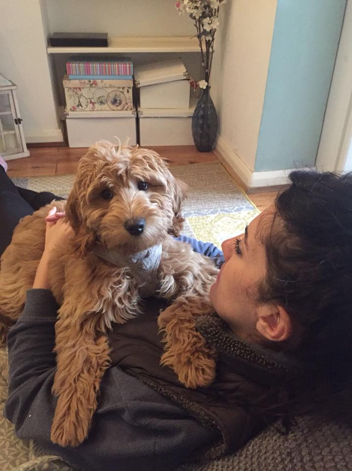 Polly's Pooches - Polly's Pooches added a new photo.