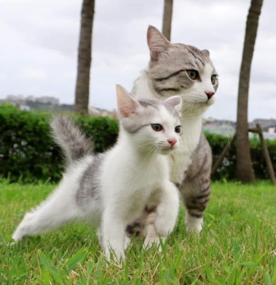 野良猫 ニャン吉 (@noraneko.nyankichi) • Facebook