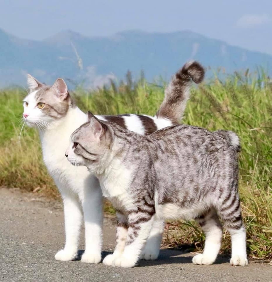 野良猫 ニャン吉 (@noraneko.nyankichi) • Facebook