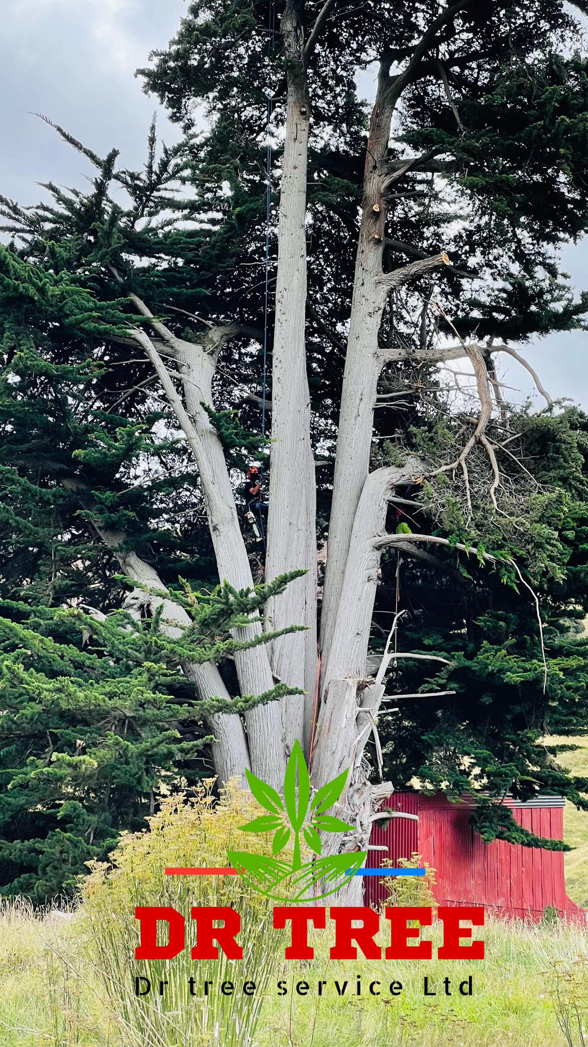 Call Micah 0211066451 for a Free... - Dr Tree Service Ltd NZ | Facebook