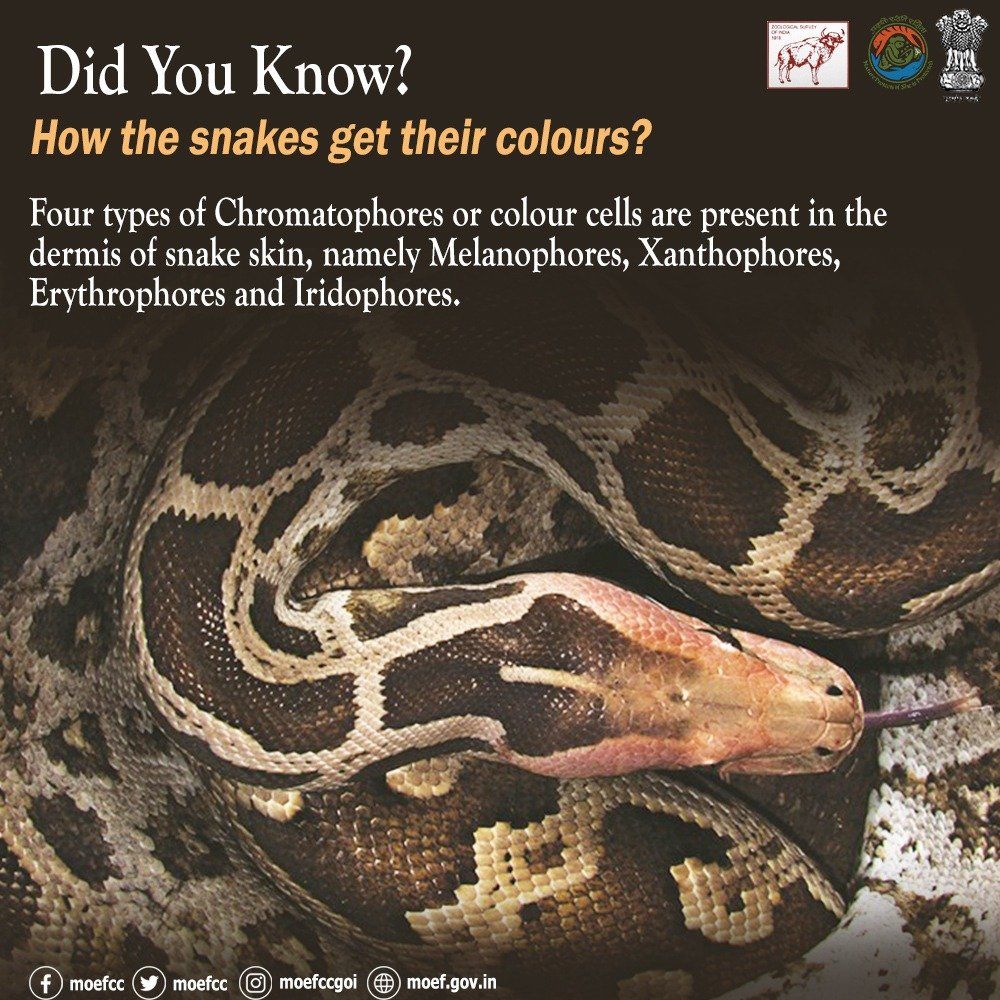 #DidYouKnow The blue colour in #snakes results from differential ...