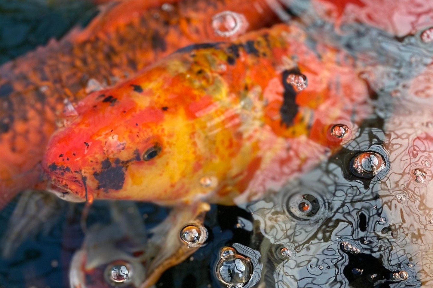 Feed the Fish at the Botanical Gardens