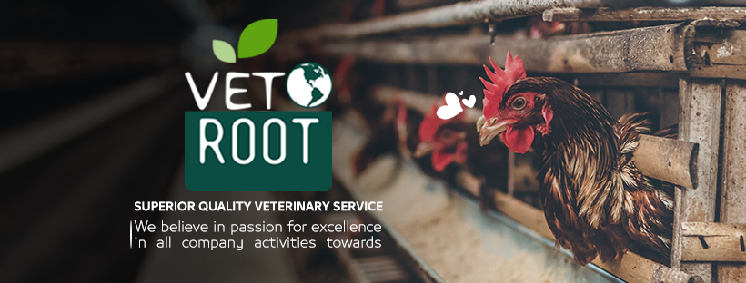 Vet Root | Mansoura