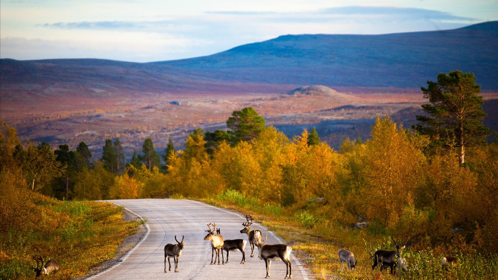 The season known as ‘ruska’, is when... - Discovering Finland